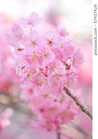 Spring in full bloom-Yokohama scarlet cherry blossoms with bright pink 87437429