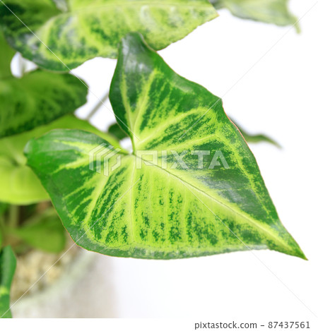 Ornamental plants, leaves of syngonium pod film [white background] 87437561