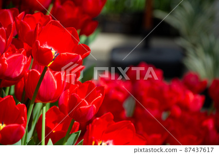 盛開的紅色鬱金香 87437617