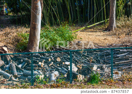 Bamboo forest logging in a suburban residential area that expands residential land Bamboo forest logging in a suburban residential area that expands residential land 87437857