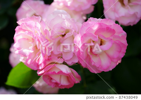 Pink and transparent rose Pink and transparent rose 87438049