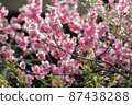 Pink plum blossoms in full bloom 87438288