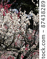 White plum blossoms in full bloom 87438289
