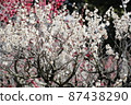 White plum blossoms in full bloom 87438290