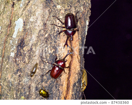 Beetle that sucks sap Beetle that sucks sap 87438360