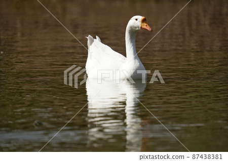 Waterfowl down ball image material Waterfowl down ball image material 87438381
