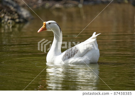 Waterfowl down ball image material 87438385