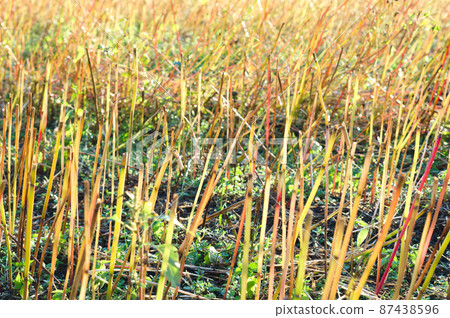 Weeds and sunrise 87438596