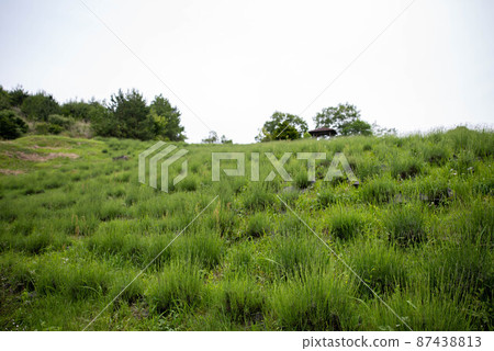 Oita City (Notsuharu Town) Oita Prefectural Forest Oita City (Notsuharu Town) Oita Prefectural Forest 87438813