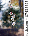 白梅/泡泡迷離01 87438825