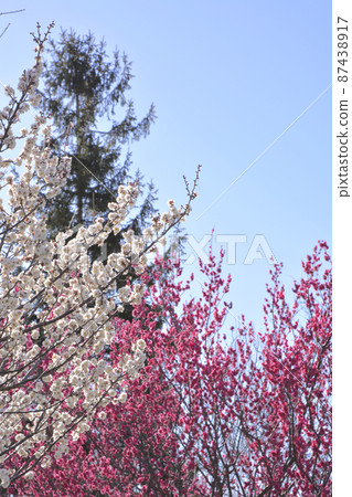 Ibaraki Prefectural Office Red Plum and White Plum Ibaraki Prefectural Office Red Plum and White Plum 87438917