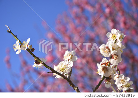Ibaraki Prefectural Office Red Plum and White Plum 87438919