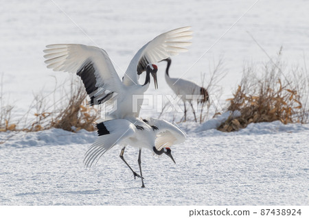 丹頂鶴求偶儀式 丹頂鶴求偶儀式 87438924