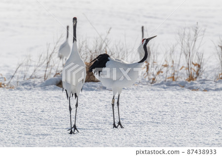 Red-crowned crane courtship ceremony 87438933