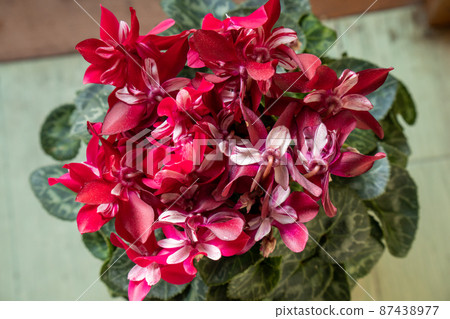盆栽仙客來(紫、紅) 盆栽仙客來(紫、紅) 87438977
