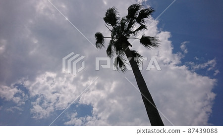 Trees in the blue sky 87439088