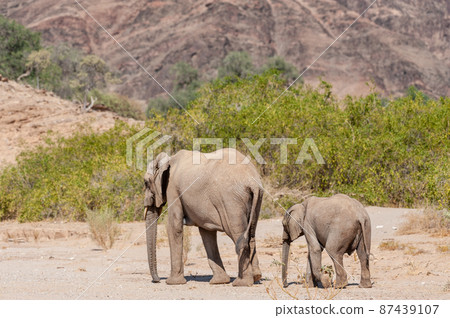 Two Desert Elephants in Namibia Two Desert Elephants in Namibia 87439107