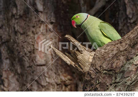 A landscape of rose-ringed parakeets staying on a tree 87439297