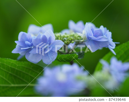 Forehead Hydrangea (Maebashi Ogikubo Park) Forehead Hydrangea (Maebashi Ogikubo Park) 87439646