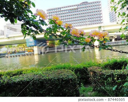 一朵帶有黃色和粉紅色邊緣花瓣的藤蔓玫瑰纏繞在鏈條上。背景中橫跨河的公路橋樑和建築物 一朵帶有黃色和粉紅色邊緣花瓣的藤蔓玫瑰纏繞在鏈條上。背景中橫跨河的公路橋樑和建築物 87440305