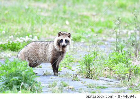 A raccoon dog walking in the park 87440945