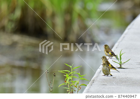A small bird perching on the shore of the river A small bird perching on the shore of the river 87440947