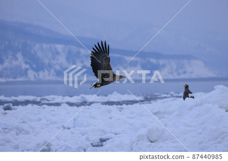 White-tailed eagle flying in the drift ice field (in Rausu, Hokkaido) White-tailed eagle flying in the drift ice field (in Rausu, Hokkaido) 87440985