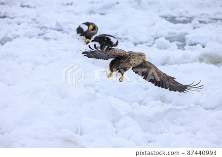 White-tailed eagle flying in the drift ice field (in Rausu, Hokkaido) 87440993