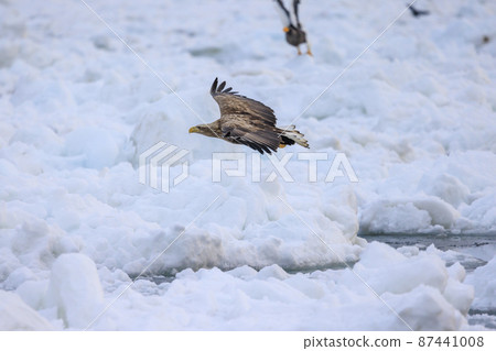 White-tailed eagle flying in the drift ice field (in Rausu, Hokkaido) 87441008