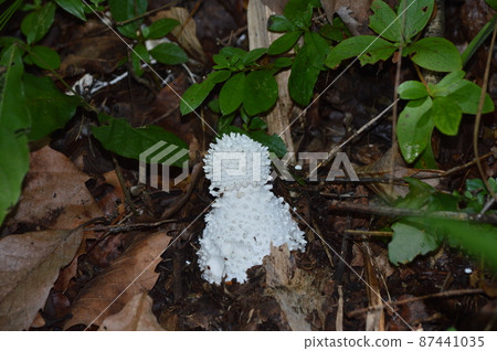 Shiroonitake Shiroonitake 87441035