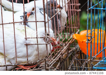 White pigeon doves in a metal wire cage, on sale at market in Qingdao, China White pigeon doves in a metal wire cage, on sale at market in Qingdao, China 87441108