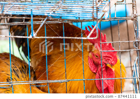 A rooster in a metal wire cage, on sale at street market in Qingdao, China 87441111