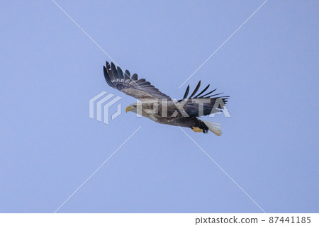 Flying White-tailed Eagle (in Rausu, Hokkaido) 87441185