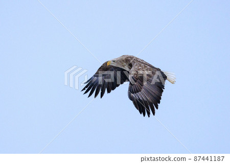 Flying White-tailed Eagle (in Rausu, Hokkaido) Flying White-tailed Eagle (in Rausu, Hokkaido) 87441187