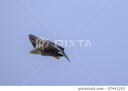 Flying White-tailed Eagle (in Rausu, Hokkaido) Flying White-tailed Eagle (in Rausu, Hokkaido) 87441203