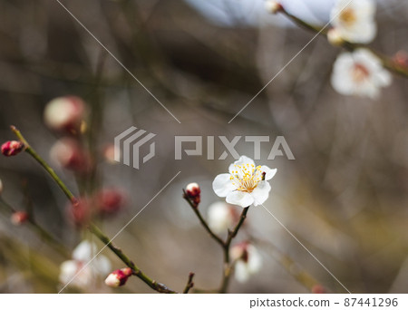 茨城縣日立市諏訪梅林的梅花 87441296