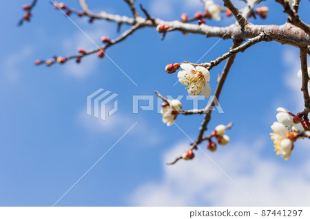 Plum blossoms in Suwa Umebayashi, Hitachi City, Ibaraki Prefecture 87441297