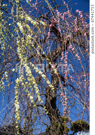 春天在藍天中綻放的紅白垂枝梅 87441753