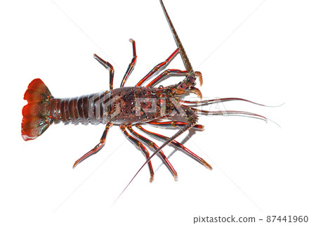 Live spiny lobster Live spiny lobster 87441960