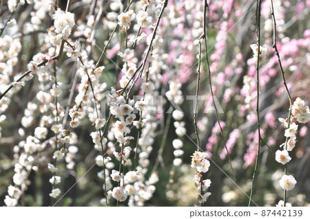 紅色和白色垂枝梅 紅色和白色垂枝梅 87442139