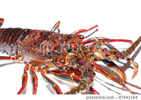 Live spiny lobster Live spiny lobster 87442164