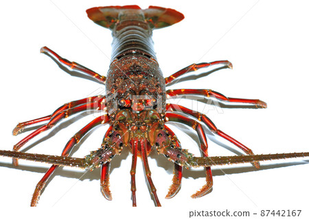 Live spiny lobster Live spiny lobster 87442167