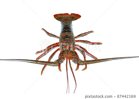 Live spiny lobster 87442169