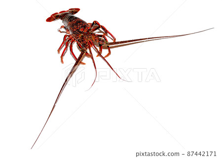 Live spiny lobster Live spiny lobster 87442171