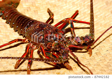 活龍蝦 活龍蝦 87442182