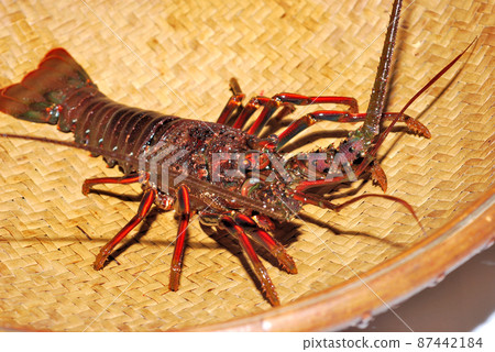 Live spiny lobster 87442184