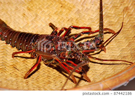 Live spiny lobster Live spiny lobster 87442186