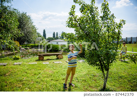 a little boy is standing under a pear tree and looking to a pear. autumn fruit harvest a little boy is standing under a pear tree and looking to a pear. autumn fruit harvest 87442370