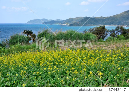 Amami Oshima rape blossoms and the blue sea of Kasari Amami Oshima rape blossoms and the blue sea of Kasari 87442447