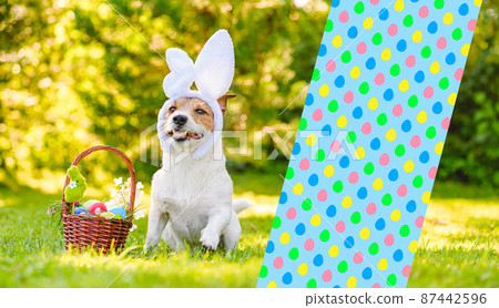 Easter gift concept with dog wearing bunny ears and basket full of colored eggs 87442596
